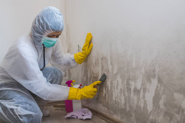 Best Mold Damage Restoration  in Carpendale, WV