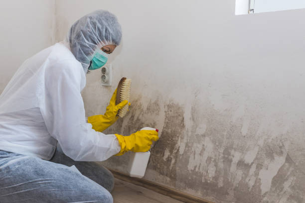 Best Environmental Consulting for Mold Prevention  in Carpendale, WV