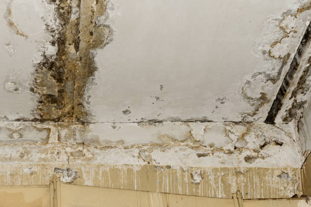 Best Residential Mold Inspection & Testing  in Carpendale, WV