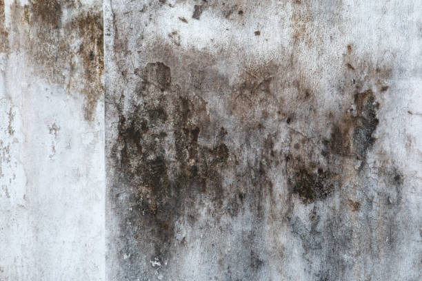 Trusted Carpendale, WV Mold Removal Experts
