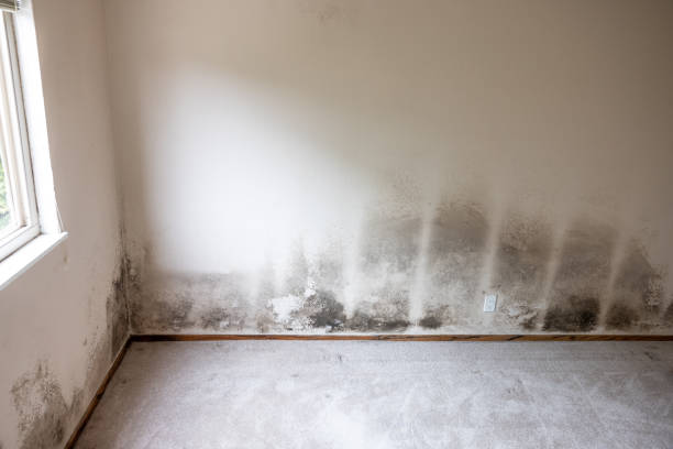 Best Comprehensive Air Testing for Mold Contaminants  in Carpendale, WV