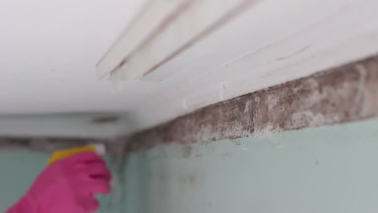 Best Black Mold Removal  in Carpendale, WV
